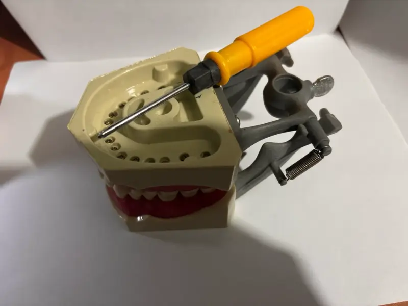 Modelo anatómico dental articulado con herramienta - 3