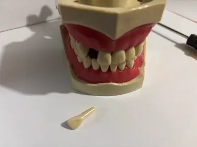 Modelo anatómico dental articulado con herramienta - miniatura 4