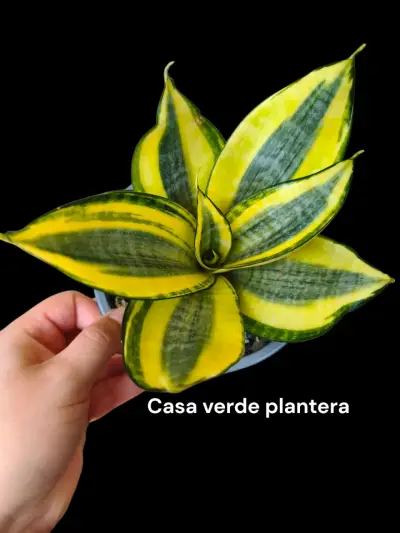 Planta Sansevieria Golden Hannhi - miniatura 1