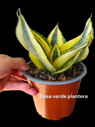 Planta Sansevieria Golden Hannhi - miniatura 2