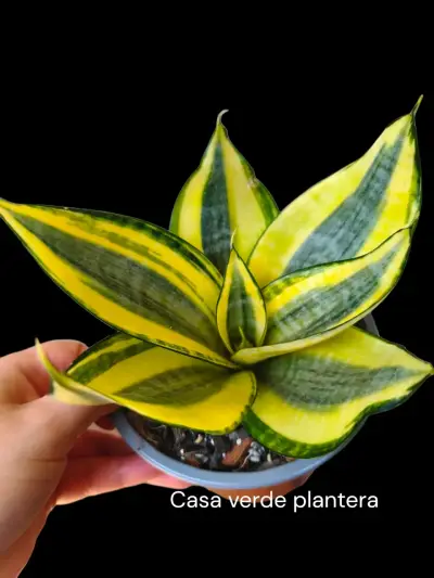 Planta Sansevieria Golden Hannhi - miniatura 3