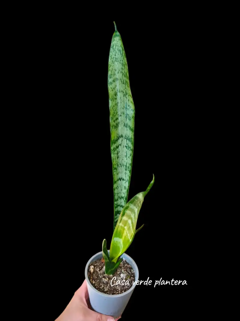 Planta Sansevieria o lengua de suegra - 1