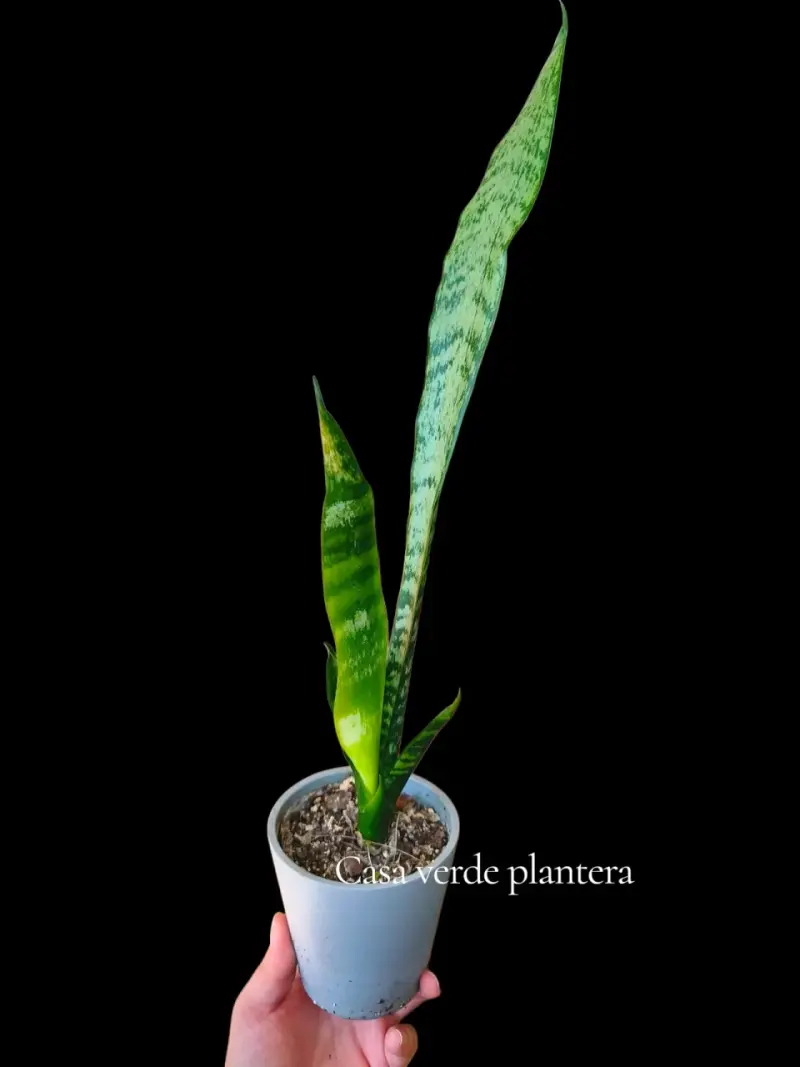 Planta Sansevieria o lengua de suegra - 2