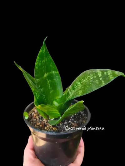 Planta Sansevieria o lengua de suegra - miniatura 3