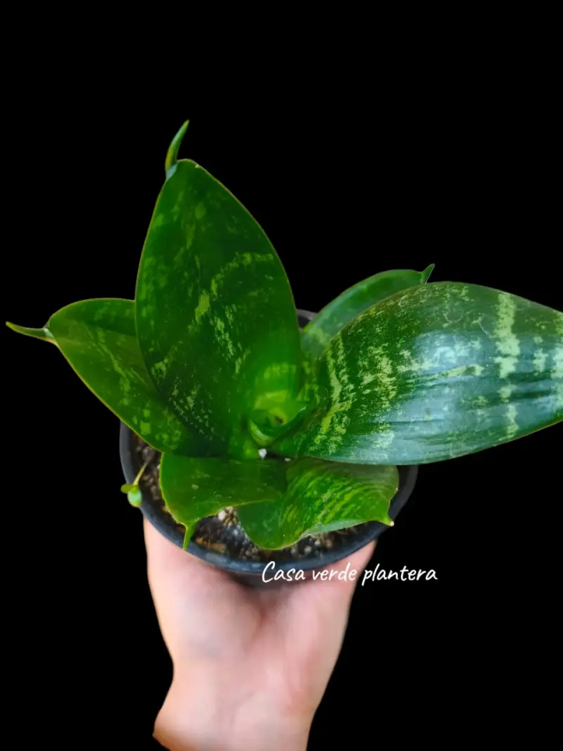 Planta Sansevieria o lengua de suegra - 4