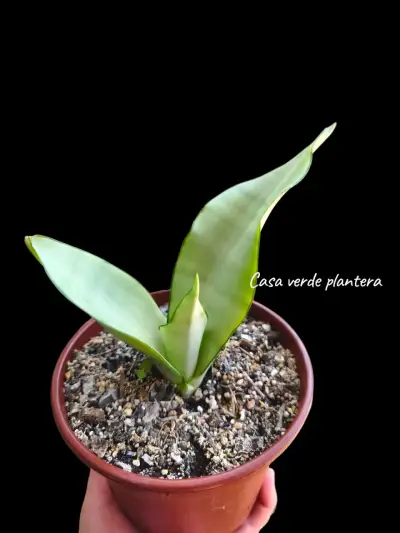 Planta Sansevieria o lengua de suegra - miniatura 5
