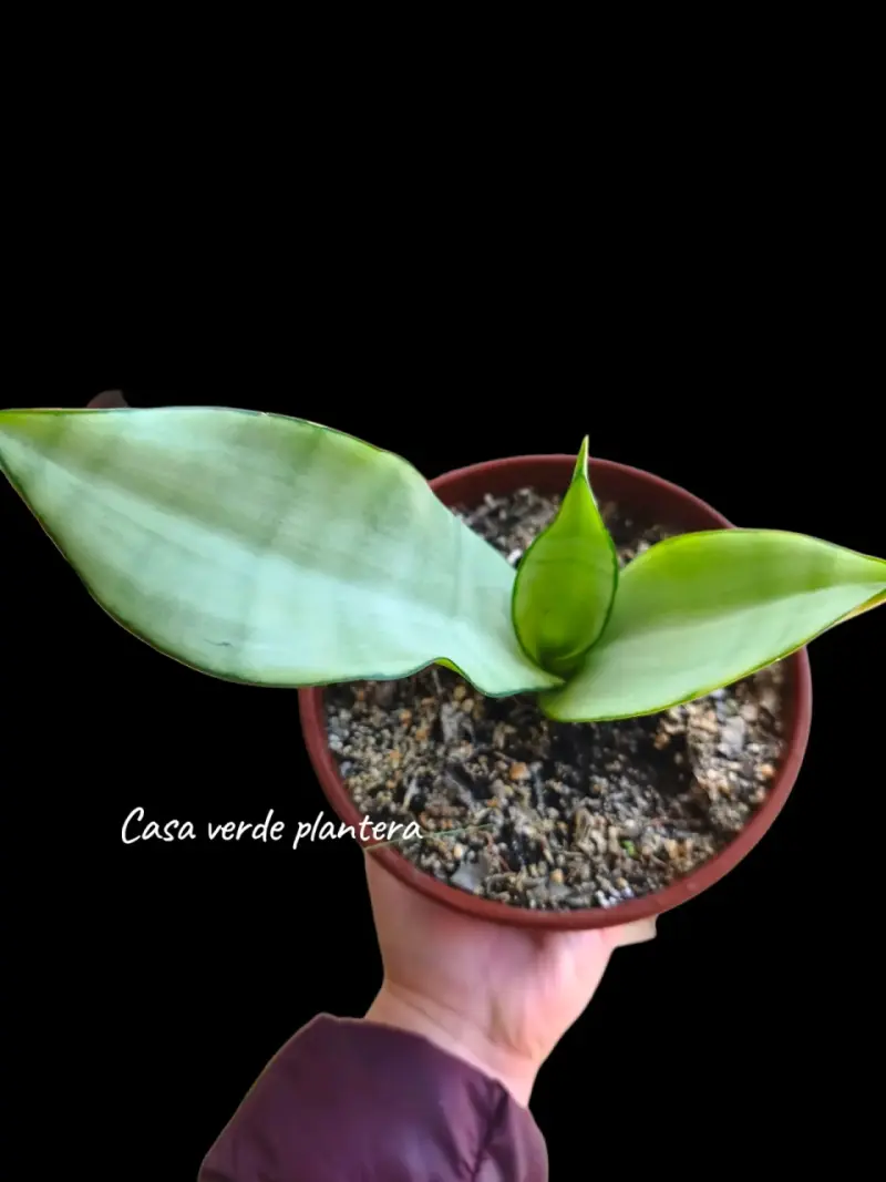 Planta Sansevieria o lengua de suegra - 6