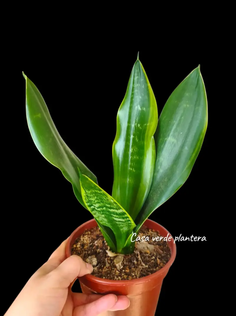 Planta Sansevieria Black moon - 1