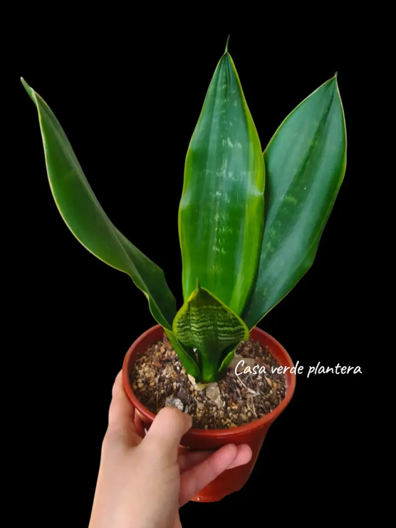 Planta Sansevieria Black moon - 2