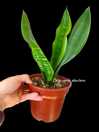 Planta Sansevieria Black moon - miniatura 3