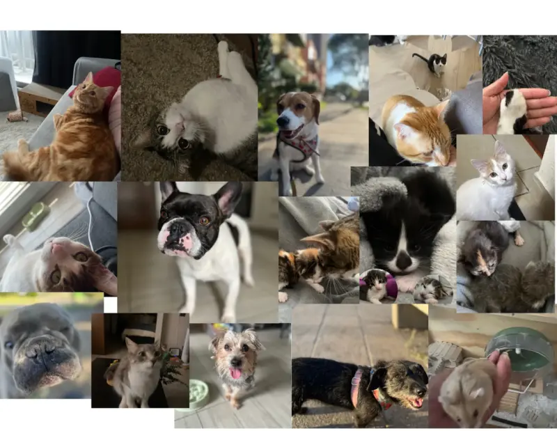 Pet & Cat Sitter con 3 años de experiencia - 2