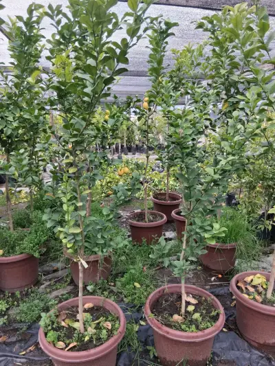 Arboles frutales con entrega a domicilio - miniatura 1