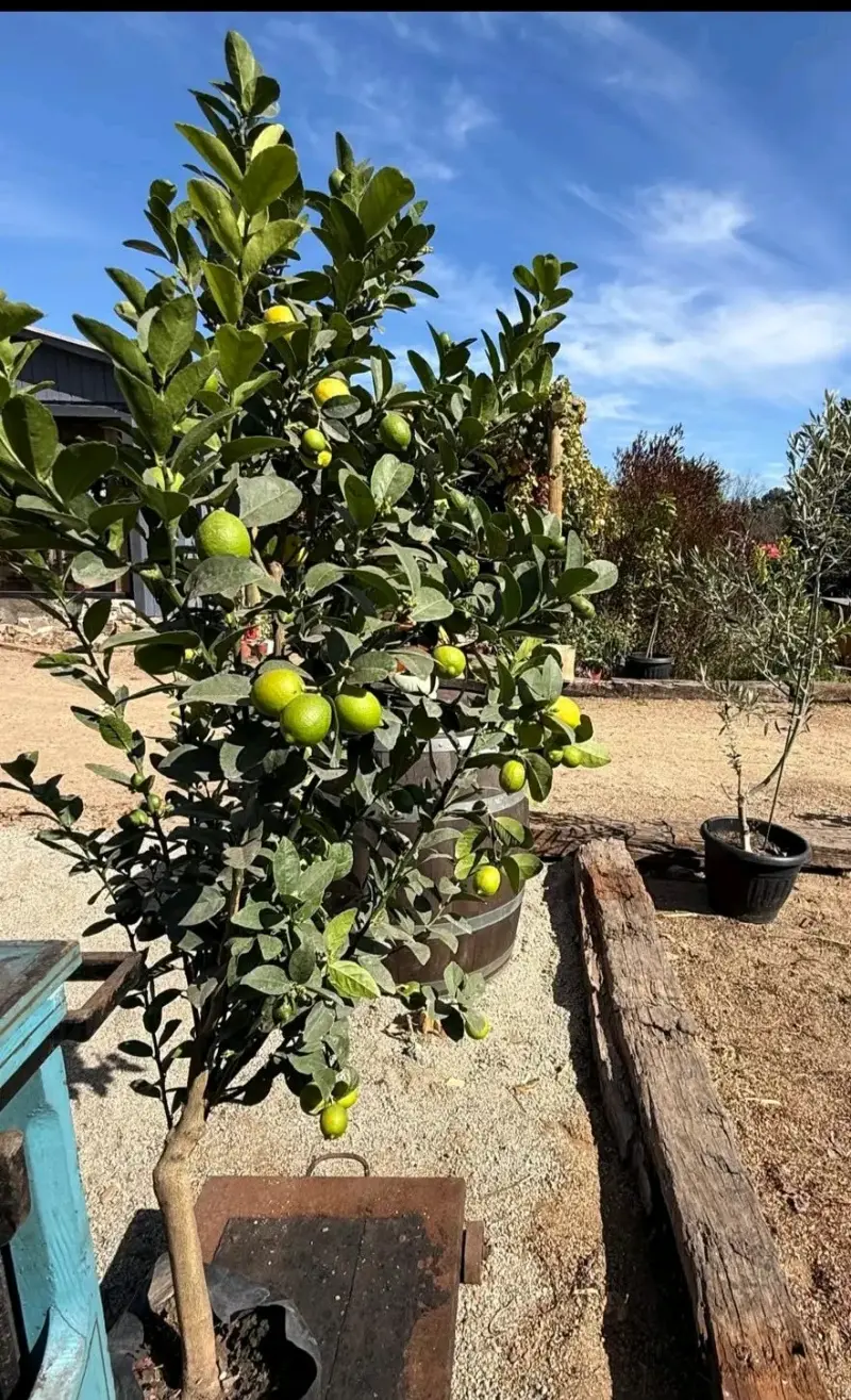 Arboles frutales con entrega a domicilio - 3