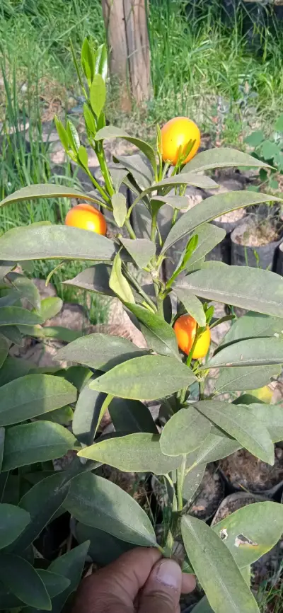 Arboles frutales con entrega a domicilio - miniatura 4