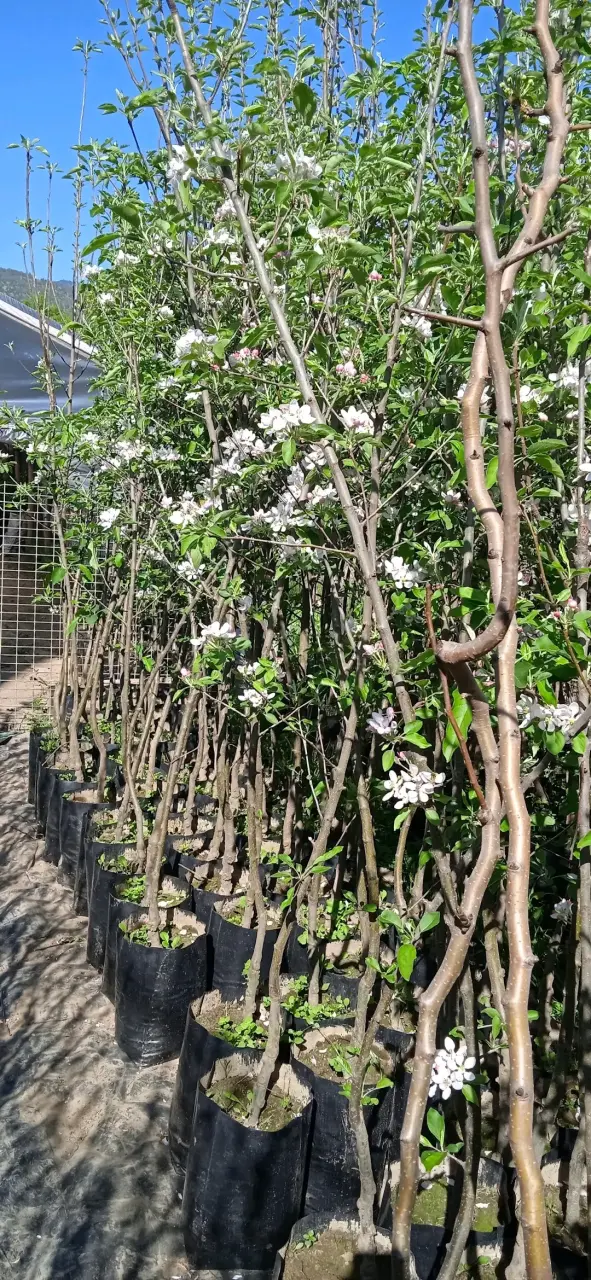 Arboles frutales con entrega a domicilio - 6
