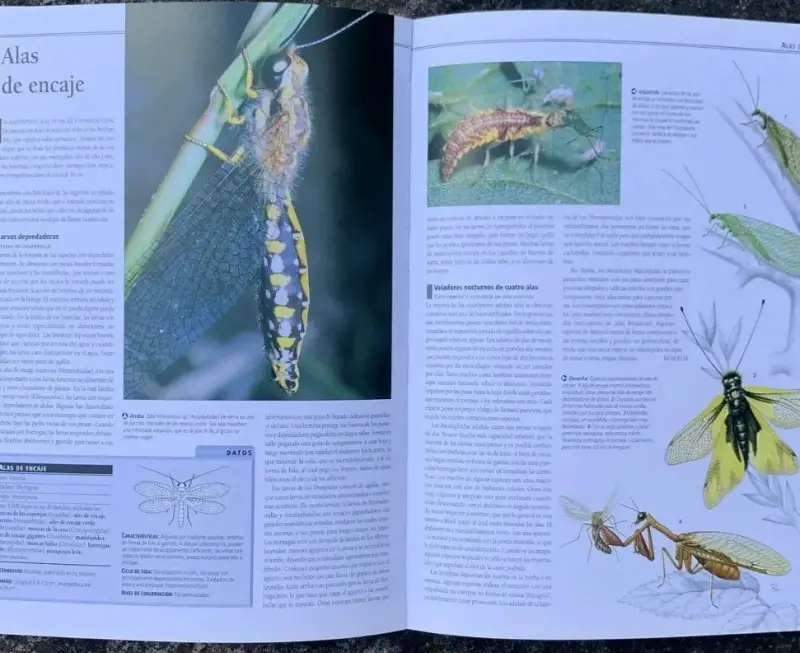 Enciclopedia Completa de los Insectos. - 4