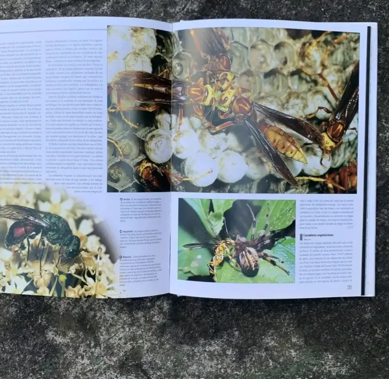 Enciclopedia Completa de los Insectos. - 5