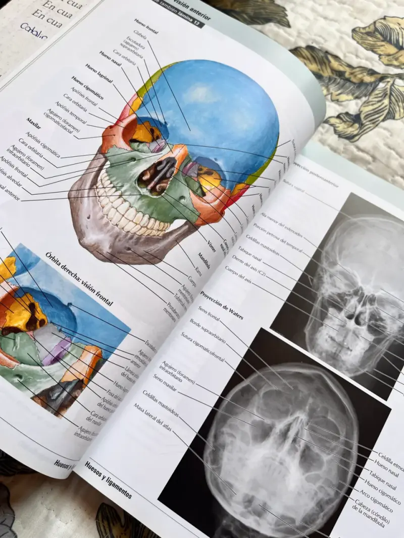 Atlas de Anatomía Humana de Frank H. Netter 7ª Edición - 3