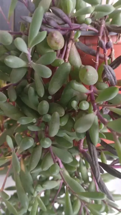 Planta suculenta en maceta colgante - miniatura 1