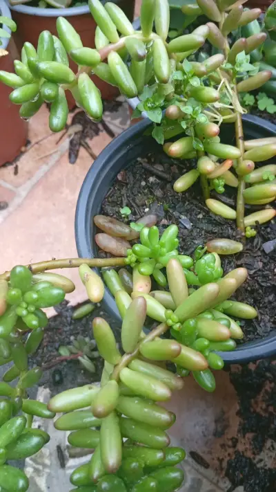 Planta suculenta en maceta colgante - miniatura 2