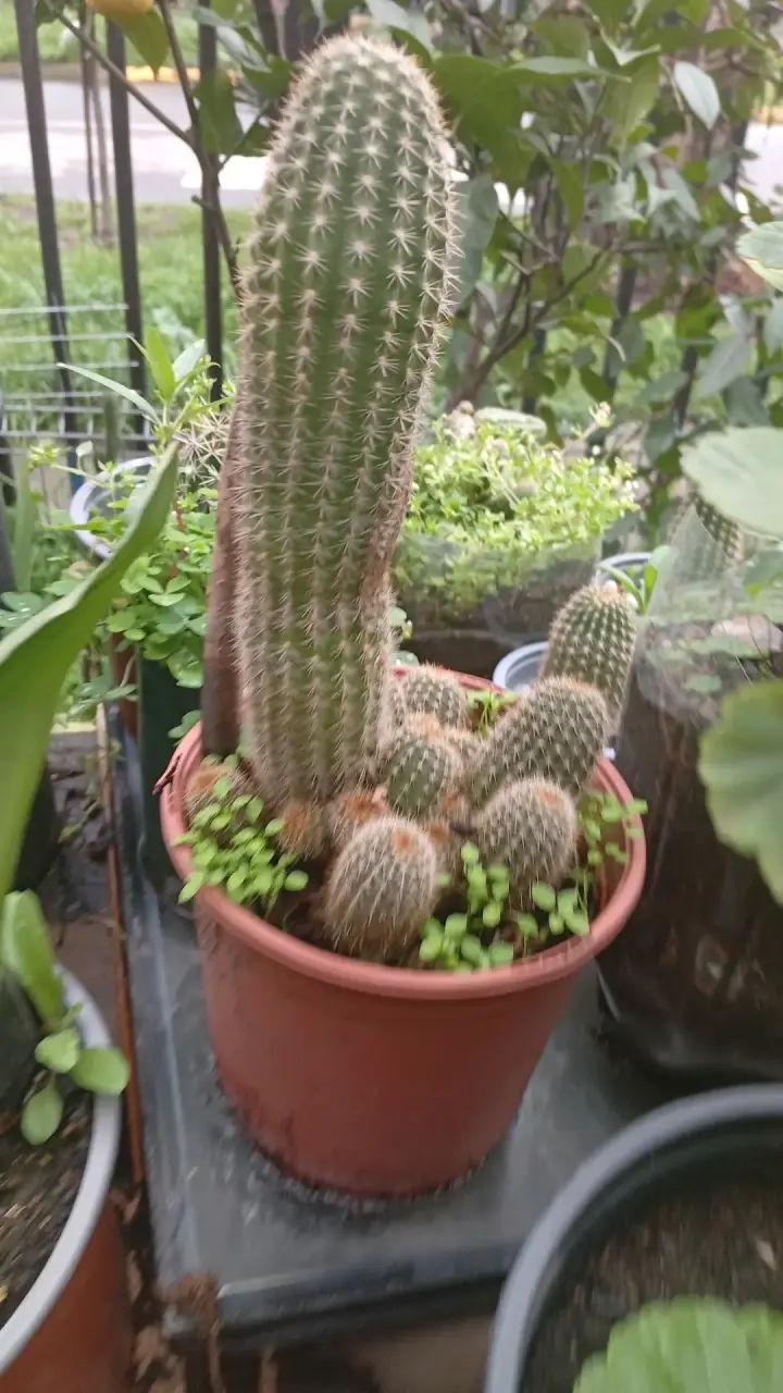 Planta suculenta en maceta colgante - 3