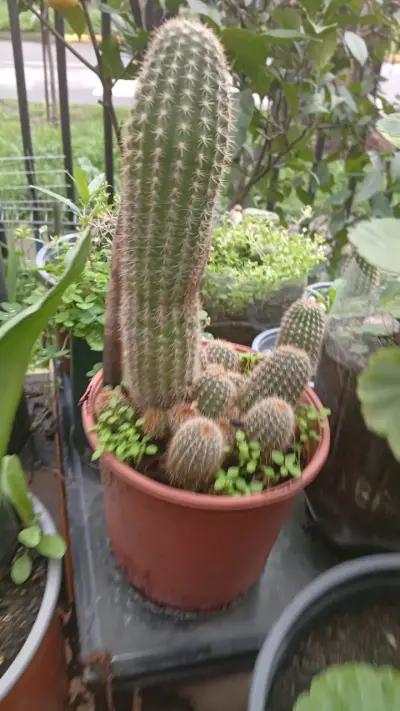 Planta suculenta en maceta colgante - miniatura 3