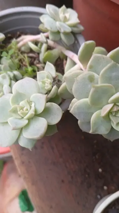 Planta suculenta en maceta colgante - miniatura 4
