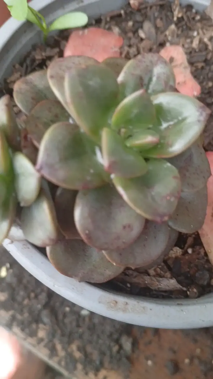 Planta suculenta en maceta colgante - 5