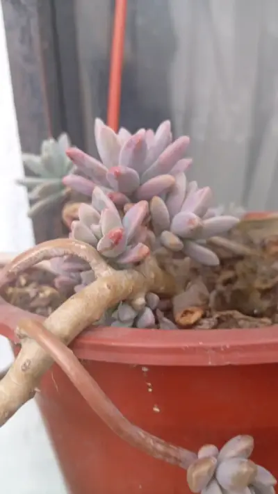Planta suculenta en maceta colgante - miniatura 6