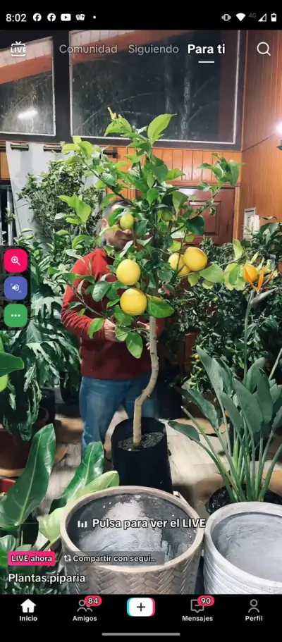 Árbol de limón en maceta - miniatura 1