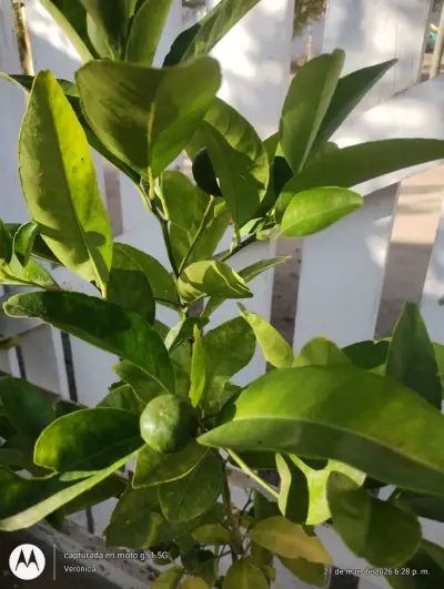 Árbol de limón en maceta - miniatura 2