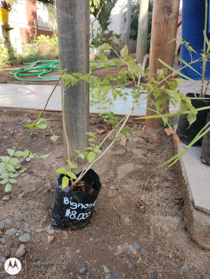 Árbol de limón en maceta - 4