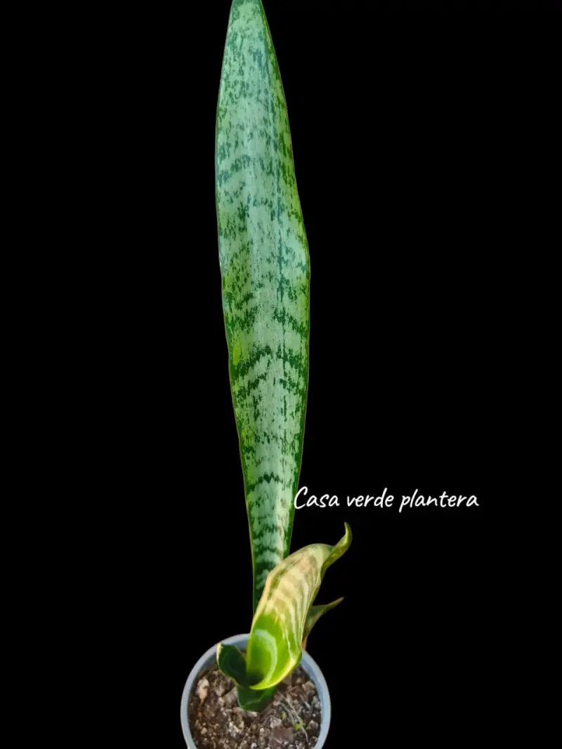 Planta Sansevieria Zeylanica - 3