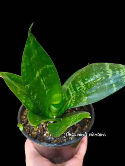 Planta Sansevieria Green Hahnii - miniatura 2