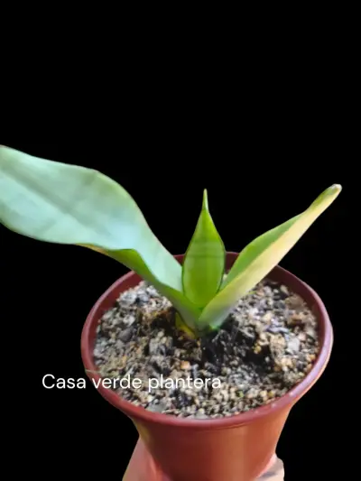 Planta Sansevieria Moonshine - miniatura 3