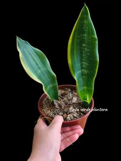 Planta Sansevieria Black Moon - miniatura 1