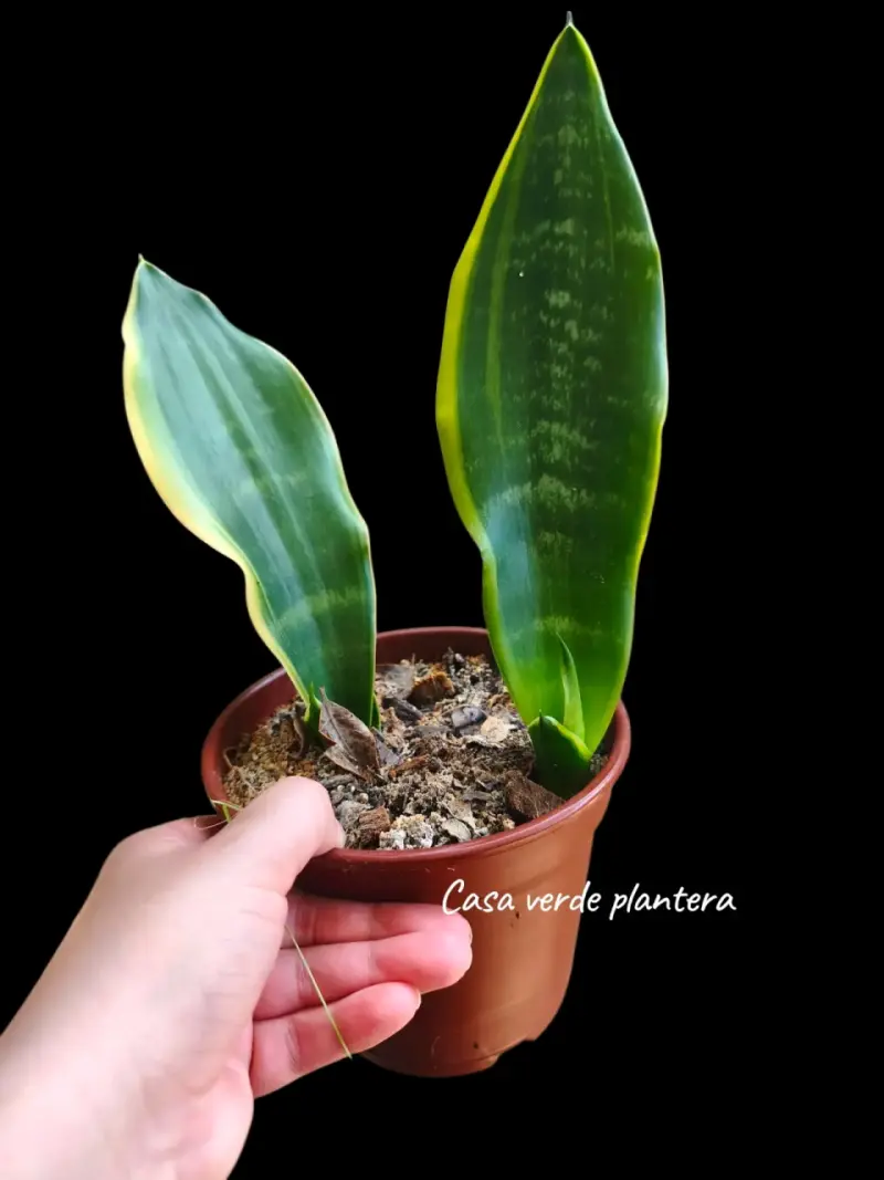 Planta Sansevieria Black Moon - 2