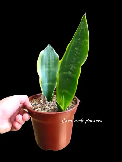 Planta Sansevieria Black Moon - miniatura 3