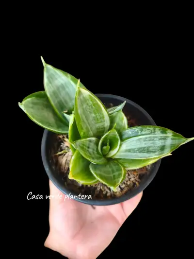 Planta Sansevieria Silver Frost - miniatura 1