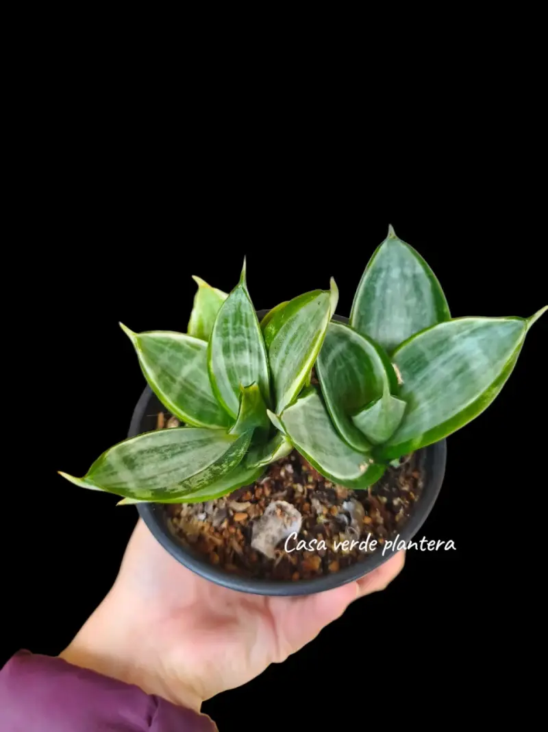 Planta Sansevieria Silver Frost - 2