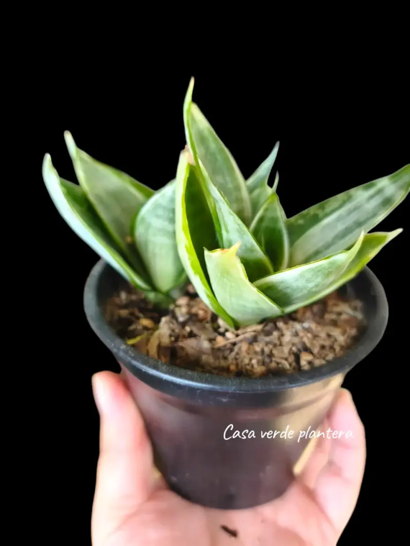 Planta Sansevieria Silver Frost - 3