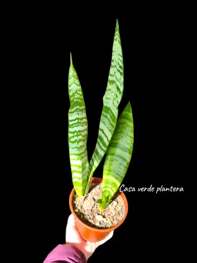 Planta Sansevieria Zeylanica - miniatura 1