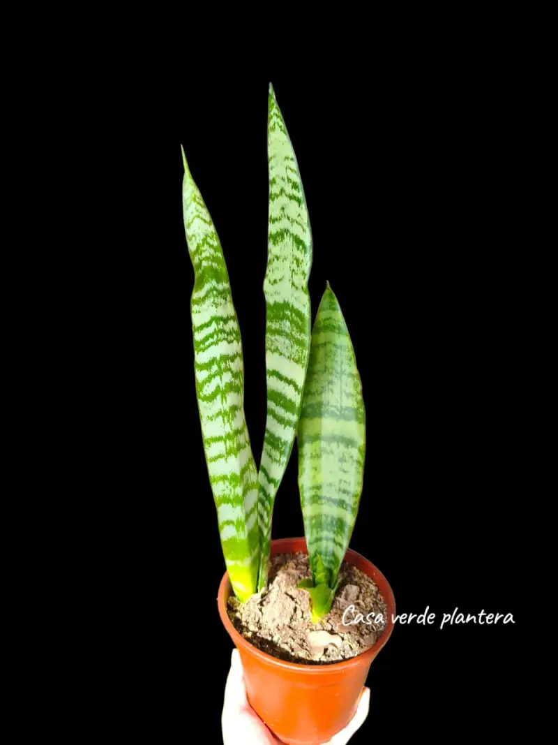 Planta Sansevieria Zeylanica - 2