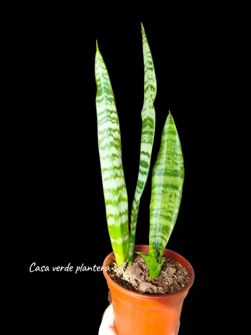 Planta Sansevieria Zeylanica - 3