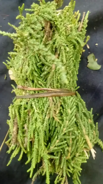 Ramos de hierbas secas para infusiones - miniatura 5