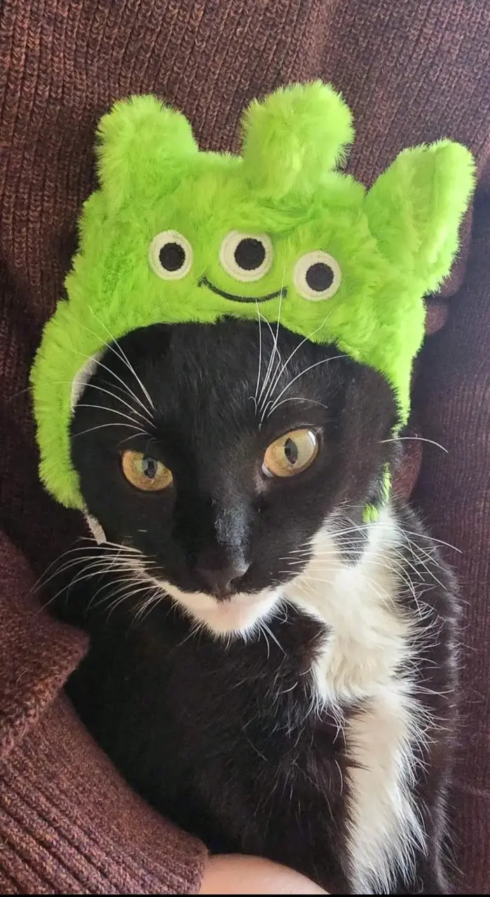 Gorro para gatito bb pixar - 2