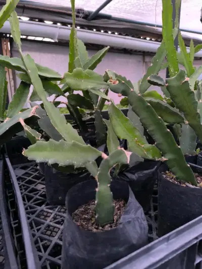 Pack  de Plantas de Pitahayas / fruto del dragón - miniatura 1