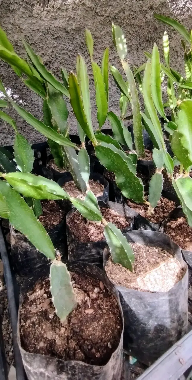 Pack  de Plantas de Pitahayas / fruto del dragón - 2