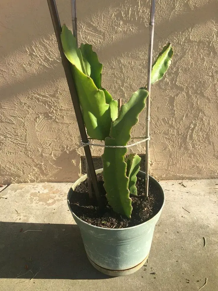 Pack  de Plantas de Pitahayas / fruto del dragón - 4