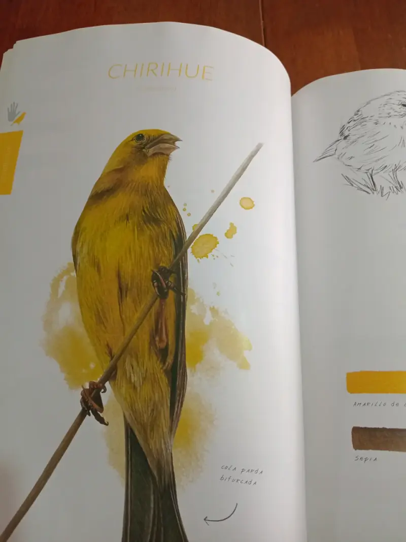 Libro Aves de Chile Colores al Vuelo - 5